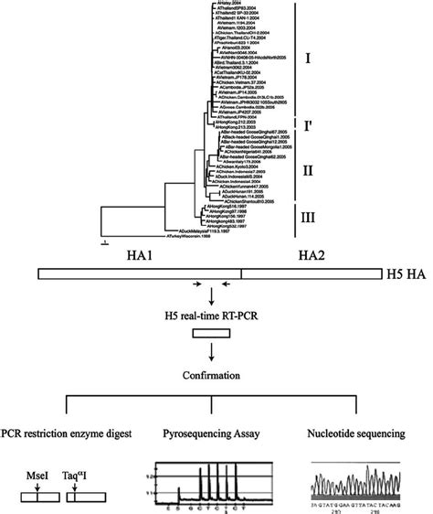 Diagram Of H Rt Pcr Strategy And Confirmatory Assays For Diagnosis And