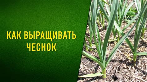 Как вырастить хороший чеснок. - YouTube