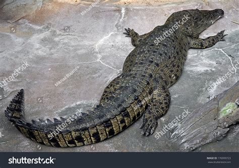 Saltwater Crocodile Latin Name Crocodylus Porosus Stock Photo 176999723