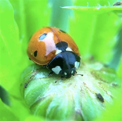 What do ladybug larvae look like? - Tyrant Farms