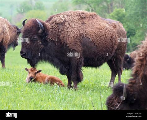 bison calf bison calf stock photo alamy