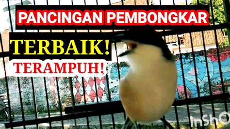 Pancingan Suara Burung Cendet Gacor Kocor Paling Manjur Full Isian