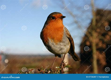 Robin Stock Image Image Of Branch Wildlife Blue Songbird 47736287