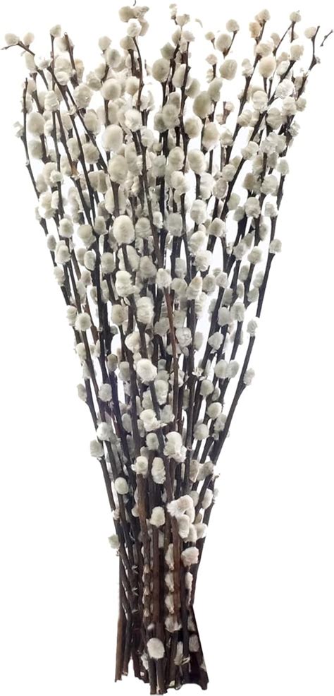 Amazon Stems Inches Natural Dried Pussy Willow Branches For Vases Real Pussy