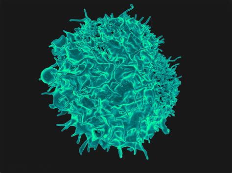 T Lymphocyte Colorized Scanning Electron Micrograph Of A T Flickr