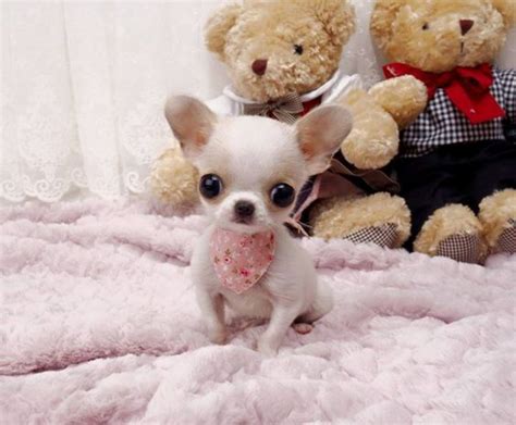 What Are Teacup Chihuahuas at Travis Day blog