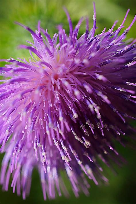 Purple Pom Pom Photograph By Beth Akerman Fine Art America