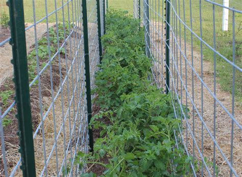 Tomato Trellises