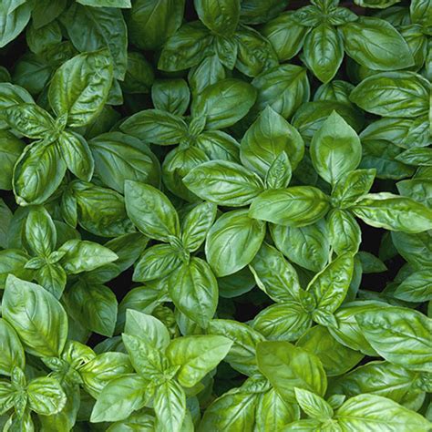 Herbs