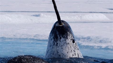 Narwhal Facts and Pictures