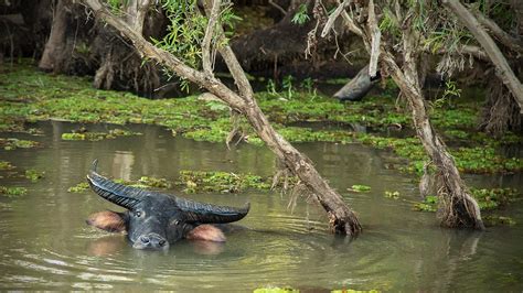 nature  wildlife kakadu national park nt northern territories