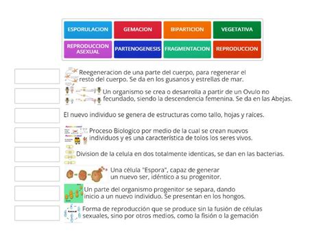 REPRODUCCION ASEXUAL Une Las Correspondencias