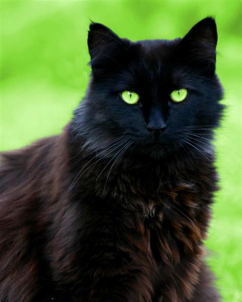 Fluffy Black Cat Breeds With Green Eyes Luxuryhotelscostarican