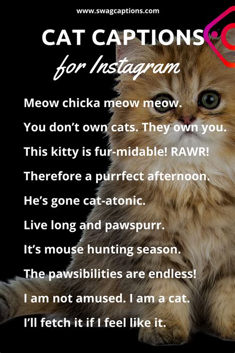 Cat Captions For Instagram Cat Captions Funny Cat Captions Clever