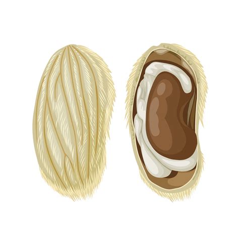 Mango Seed Drawing At Alyssa Coode Blog