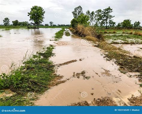 Agriculture Rice Field Flooded Damage Stock Image Image Of Outdoors