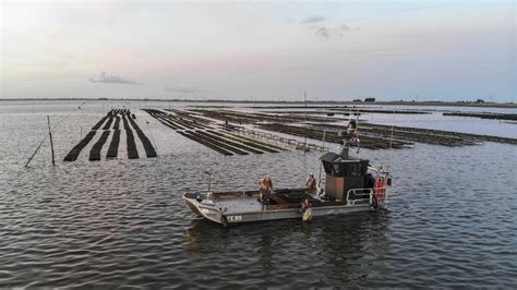 Le Chaland Outil Indispensable Aux Ostr Iculteurs Le Port Du Bec