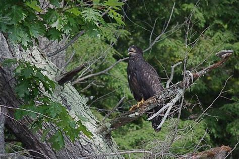what does a bald eagle look like Car Tuning
