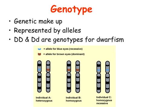 PPT - Gene PowerPoint Presentation, free download - ID:3215409