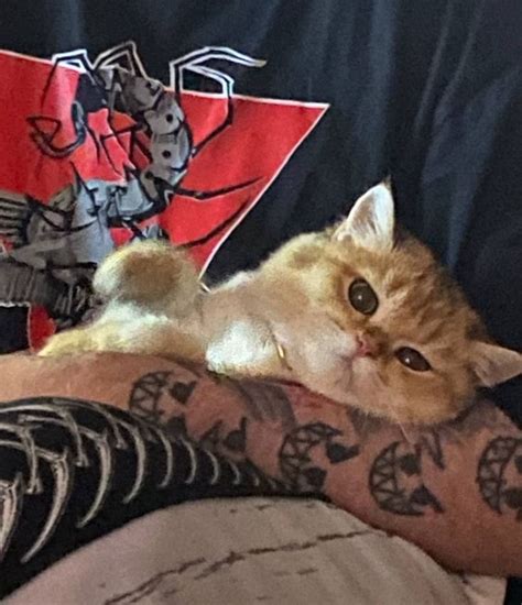 Котёнок Ра! | Kittens, Cats, Animals