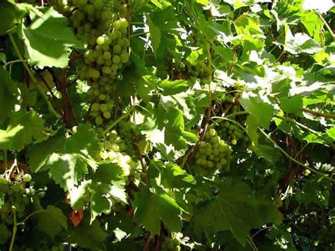 Шпалера для винограда своими руками – фото и чертежи