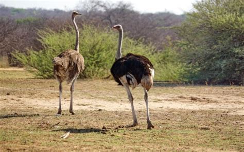 How the Ostrich Became the King of Weight in the Bird World