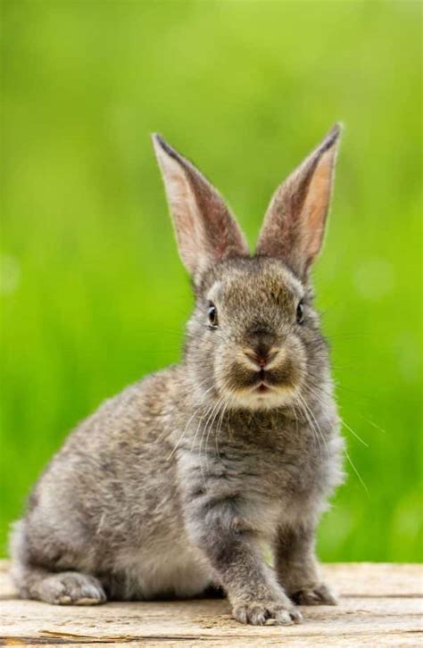 Le Lapin Clinique V T Rinaire Veto