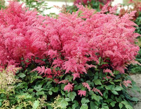 Астильба Сорта Фото Описание – Telegraph
