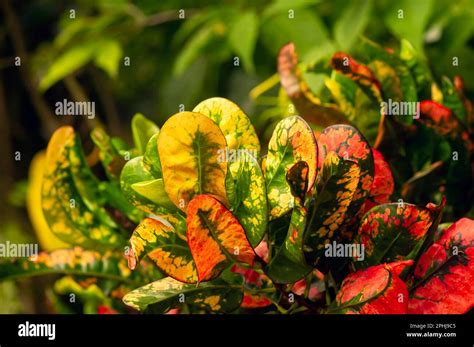 Croton Codiaeum Variegatum A Popular Houseplant With Many Varieties