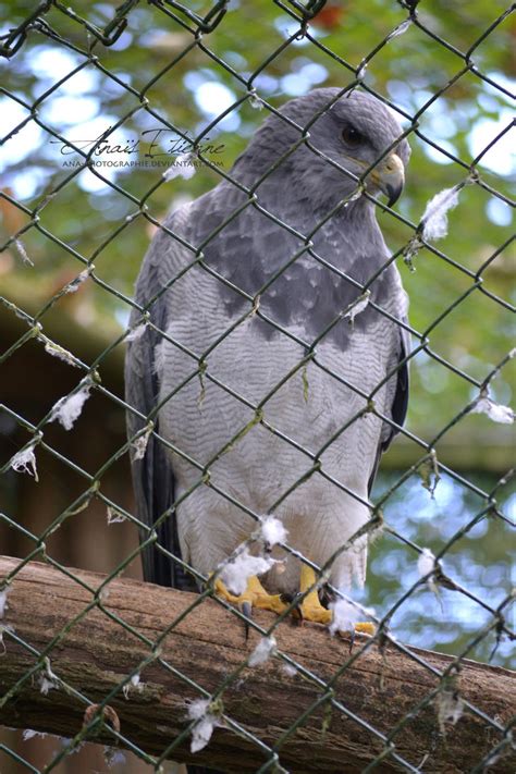 Chilean Blue Eagle By Ana Photographie On Deviantart