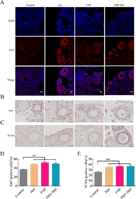 Figure 1 From Effect Of Exogenous Melatonin On The Development Of Mice