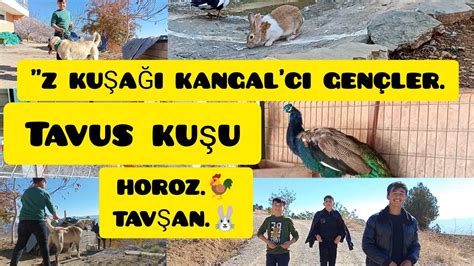 Z Kuşağı Genç Kangal Cı Lar Tavus Kuşları Ve Tavşan Lar