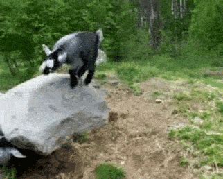 goat dancing on rock ⋆ astronomie abbie