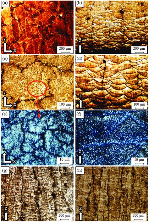 Microstructure of the as-built Al6061 samples processed under different... | Download Scientific ...