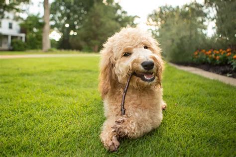 Goldendoodle Puppy Training: How To Teach Dog Obedience