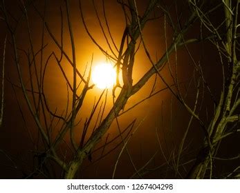 Full Moon Behind Naked Tree Branches Stock Photo Shutterstock