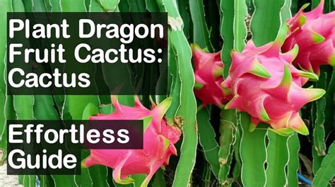 plant dragon fruit cactus effortless guide foliar garden