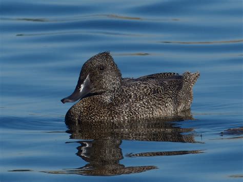 freckled duck stictonetta naevosa