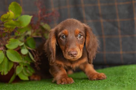 Beautiful Dachshunds – Kellys Kennels