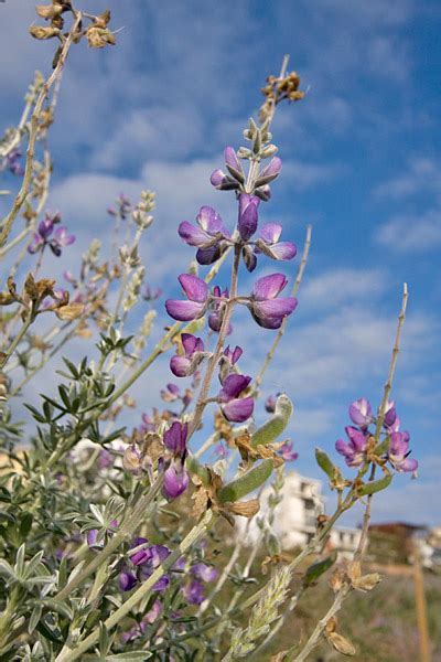 Ballona Wetlands - Lupine