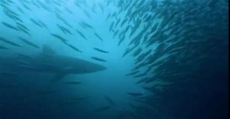 Natures Weirdest Events Episode 2 The Documentary Network