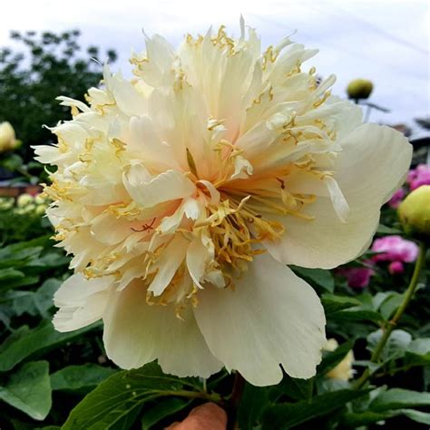 Пион Квитцин (Quitzin), саженцы Новосибирск купить. НСК САД.