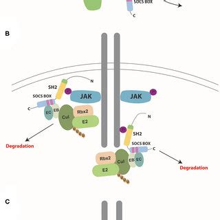 Structure Of The Socs Proteins Schematic Representation Of The Eight