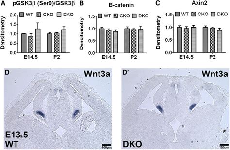 Loss Of Erk12 Signaling Does Not Affect Wnt Signaling In The