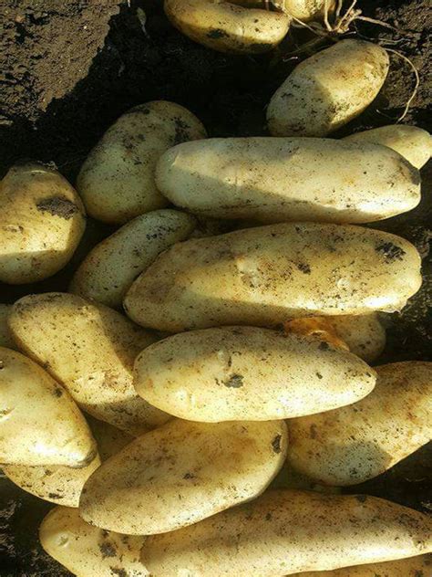 Картофель экспорт - Картофель на экспорт - Картофель египетский ...