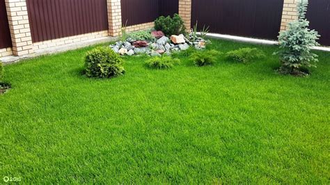 Рулонный газон: за и против - summitcomplex.com