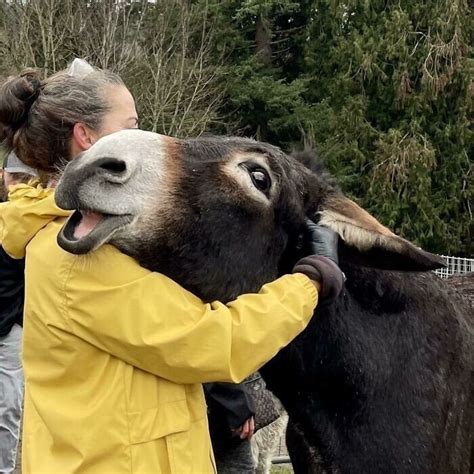Добрые снимки с очаровательными осликами, которые вызовут улыбку - Zefirka
