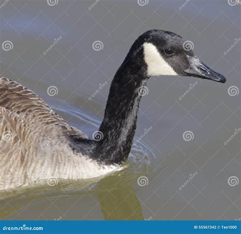The Thoughtful Cackling Goose Stock Photo - Image of cackling, swim ...