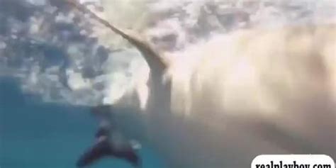 Hot Babes In Shark Cage And Snowboarding While All Naked Tnaflix