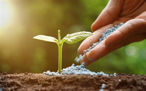 Fertilizantes para as plantas: veja a importância e como usar!